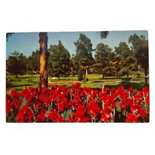 Postcard Recreation Park Long Beach California Red Lillies Flowers Chrome picture