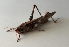 Large Gray Bird Grasshopper (Schistocerca nitens) Wet Specimen Preserved 70% Alc picture