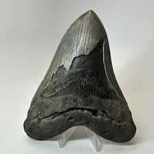 Megalodon Shark Tooth 5.65 Inch - Huge - Authentic Fossil - Amazing Real 20302 picture