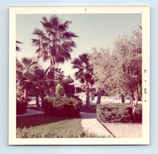 Old Vintage Square Color Photo EXTERIOR YARD POOL PALM TREES SNAPSHOT 1972 picture