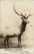 Lander WY Rhodes Gilbert Taxidermists Furrier Taxidermy Deer Stag RPPC c1910 picture