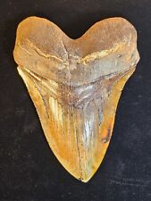 Extremely rare, Huge Bakersfield Sharktooth Hill fire zone Megalodon tooth. picture