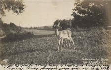 Charlotte Maine ME Fawn Deer c1900-20s Real Photo Vintage Postcard picture
