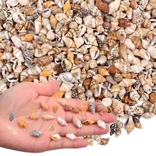 AGNURCADE About 1000pcs Small Natural Sea Shells 1-2cm, Mixed Tiny Spiral Conch picture