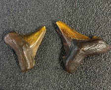 megalodon teeth  These are perfect. Get both for one low price  picture