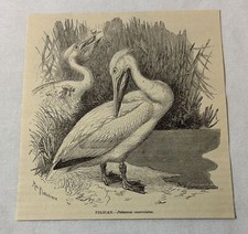 1885 book engraving ~ PELICAN picture