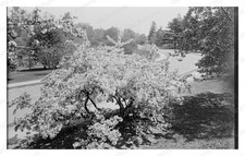 Boston Massachusetts 1920 Arnold Arboretum Malus arnoldiana Bl Standard Postcard picture
