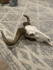 Wildebeast Skull With Horns picture