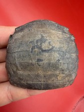 HIGHEST QUALITY STINGRAY MOUTHPLATE FOSSIL 100% COMPLETE MYLIOBATIS S. CAROLINA picture
