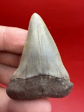 LARGE MAKO SHARK TOOTH NORTH CAROLINA 2.30” ALL NATURAL picture