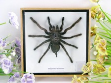 Huge real tarantula - Eurypelma spinicrus - in a 3D showcase - museum quality picture
