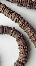 ANTIQUE Australian Aboriginal Jewelry Necklace seed pods nuts Antique Jewelry picture