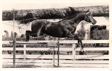 RPPC Pomona California Kellogg Arabian Horse RALET Stallion Photo Postcard F44 picture