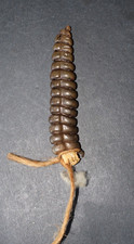Large Set of Rattlesnake Rattles, 14 working Rattles & a Button, Good Condition picture