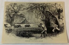 1876 magazine engraving ~ AFRICAN AMERICAN SHOOTING WILD HOGS picture