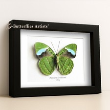 Rare Electric Green Olivewing Nessaea Hewitsoni Real Butterfly Framed Shadowbox picture