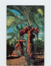 Date Palms USA Q-58111 picture