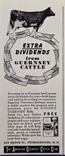 1946 Guernsey Cattle Print Ad Peterborough NH Superior Heritage Extra Dividends picture