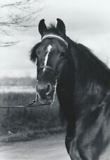 Morgan stallion horse, Mac,  postcard picture