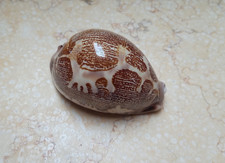 F Cypraea rosea mappa singularis great pattern75mm F++++F+++ natural glossy rare picture