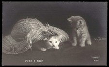 Vintage Postcard Cat Kitten Peek-A-Boo Playing picture