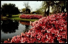 1963 Winter Haven FL Azalea Gardens Postcard H.S. Crocker Posted picture