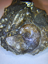 Ammonite Fossil Coiled Shell in Rock Matrix Stone Specimen Display Piece picture