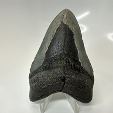 Megalodon Shark Tooth 4.10 Inch - Authentic - Carolina Fossil - Natural 20646 picture