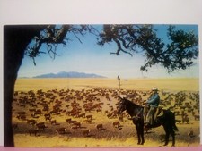 White Faced Herefords cattle Western US ranching  picture