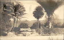 Honolulu Hawaii HI Palm Garden c1920s-30s Real Photo Vintage Postcard picture