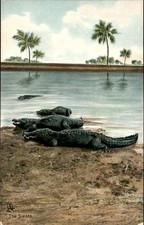 Crocodiles Tuck's c1900s-10s Vintage Postcard picture