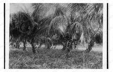 Lake Worth Florida 1880 Coconut Palms Pineapples Grove Standard Postcard picture