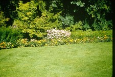 c1950's Kodachrome Red Border 35mm Slide Garden Landscape Flowers Lawn Nature picture