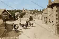 IWC668 - Cattle in Brading Bull Ring , Isle of Wight - print 6x4 picture