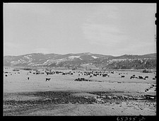 Photo:Bitterroot Valley Montana 1942 Cattle Ranch in Ross's Hole picture
