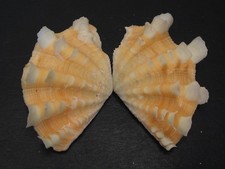 Collector Fave...TRIDACNA SQUAMOSA~51.1mm~Fluted Clam SEASHELL picture