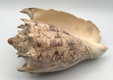 229mm Imperial Volute Cymbiola imperialis Premium Display Seashell Specimen picture