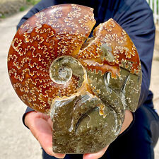 1.7LB Natural Fossil Snail Agate Fancy Cabochon Gemstones picture