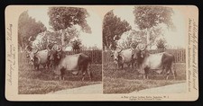 Photo:Jamaica W.I. 1900 East Indian Bulls Stereograph Pair picture