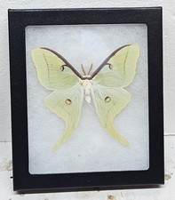 Real Framed Luna Moth (M) #2 picture