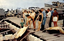 Turtle Crawls, Key West, Florida - Giant Turtles & Green Turtle Postcard picture