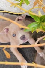 Digital Download Pitbull Puppy Photo-I See You-Original Photography Not AI picture