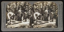 Philippines 1906 Manila Hemp Industry Tree Stripping Workers Stereo View picture