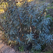 FRESH Yerba Santa leaves Pesticide free Organic 100% Natural 1/2 pound 8oz. READ picture