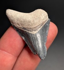 Beautiful Real Blue Megalodon Shark Tooth From BV Florida 100% Natural Fossil picture