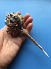 155mm | Haustellum Haustellum | GIANT size |Nice shells picture