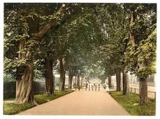 South Walk Dorchester England c1900 OLD PHOTO picture