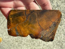 Petrified Wood Polished Slab picture
