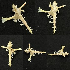 Muricidae Homalocantha anomaliae Sea Shell, 38.5mm x 32mm picture