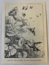 1894 magazine engraving ~ HUMMINGBIRD Rifling The Morning Sweets picture